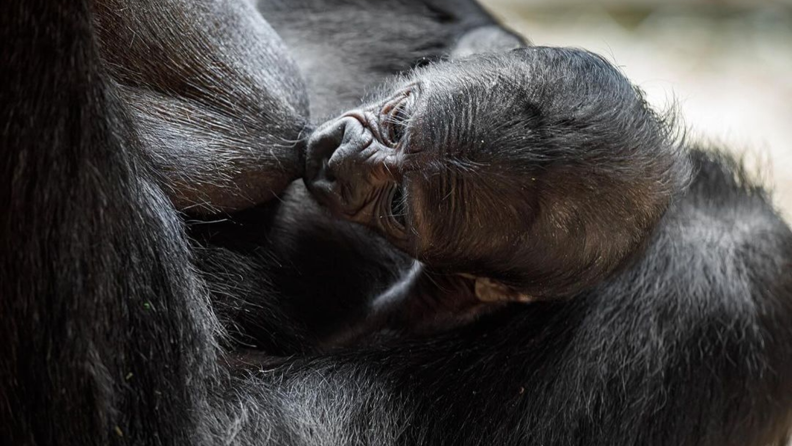 Další radost v&nbsp;pražské Zoo! Samice Kijivu porodila gorilí mládě