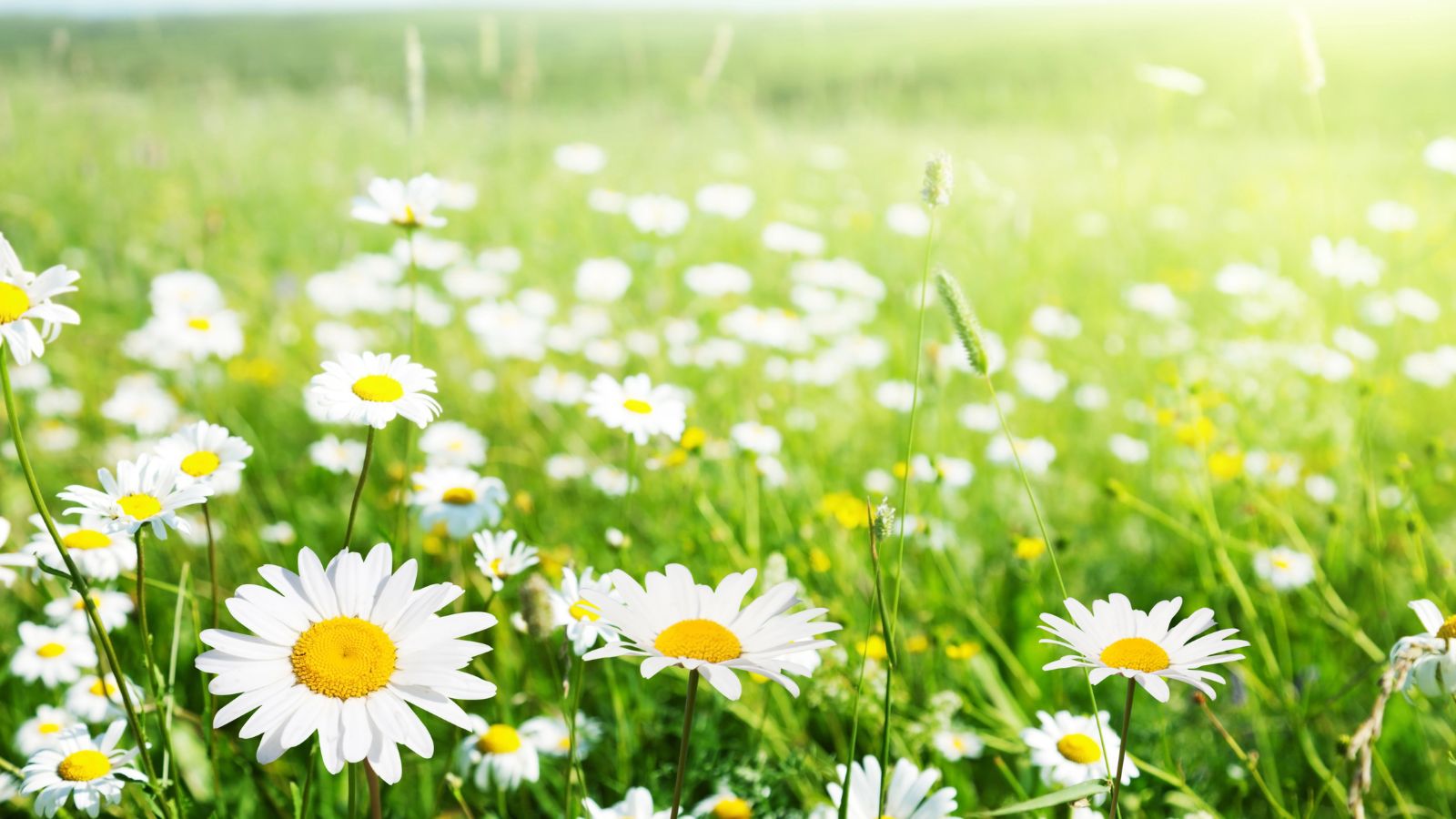 O víkendu se citelně oteplí, teploty porostou až k 25 stupňům