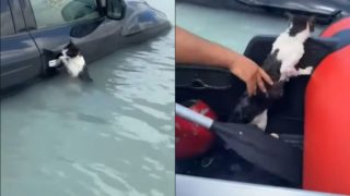 Dojemná záchrana kočky. Zuby nehty se držela kliky auta, aby se neutopila