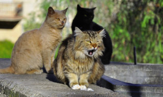 Pár, který choval v&nbsp;bytě 159 koček v&nbsp;hrozných podmínkách, dostal od soudu zákaz mít zvířata