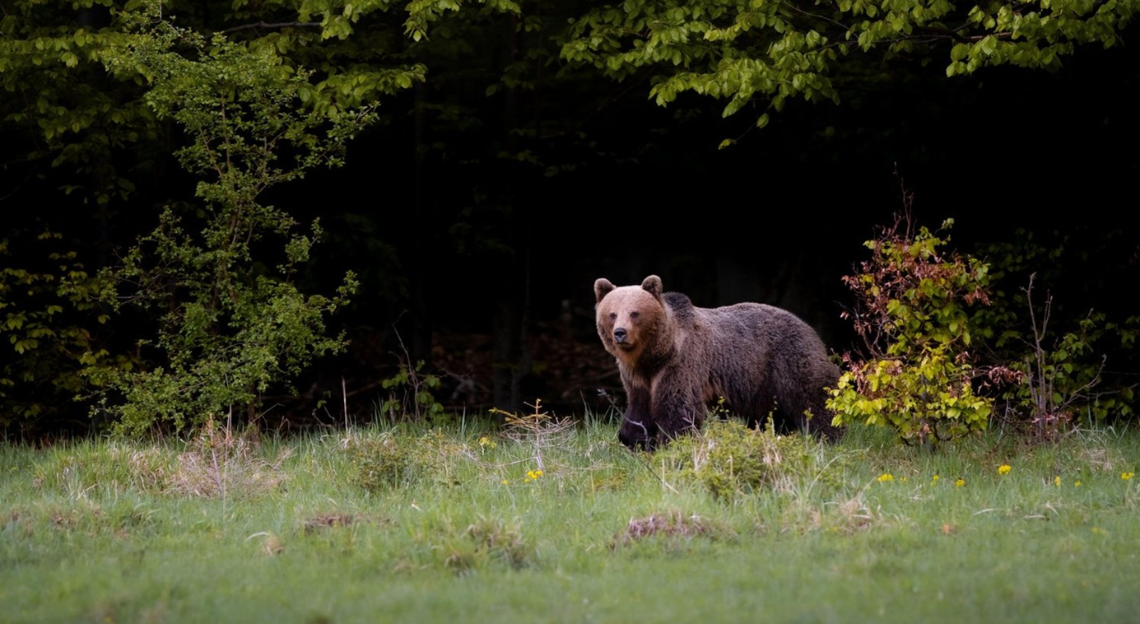 Medvěd na&nbsp;Slovensku opět útočil. Pro&nbsp;zraněné turisty letěl vrtulník