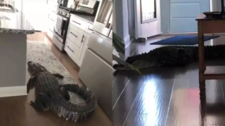 Nečekané překvapení! Žena našla v&nbsp;kuchyni aligátora