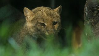 Ostravská zoo chce oživit chov kočkovité šelmy jaguarundi