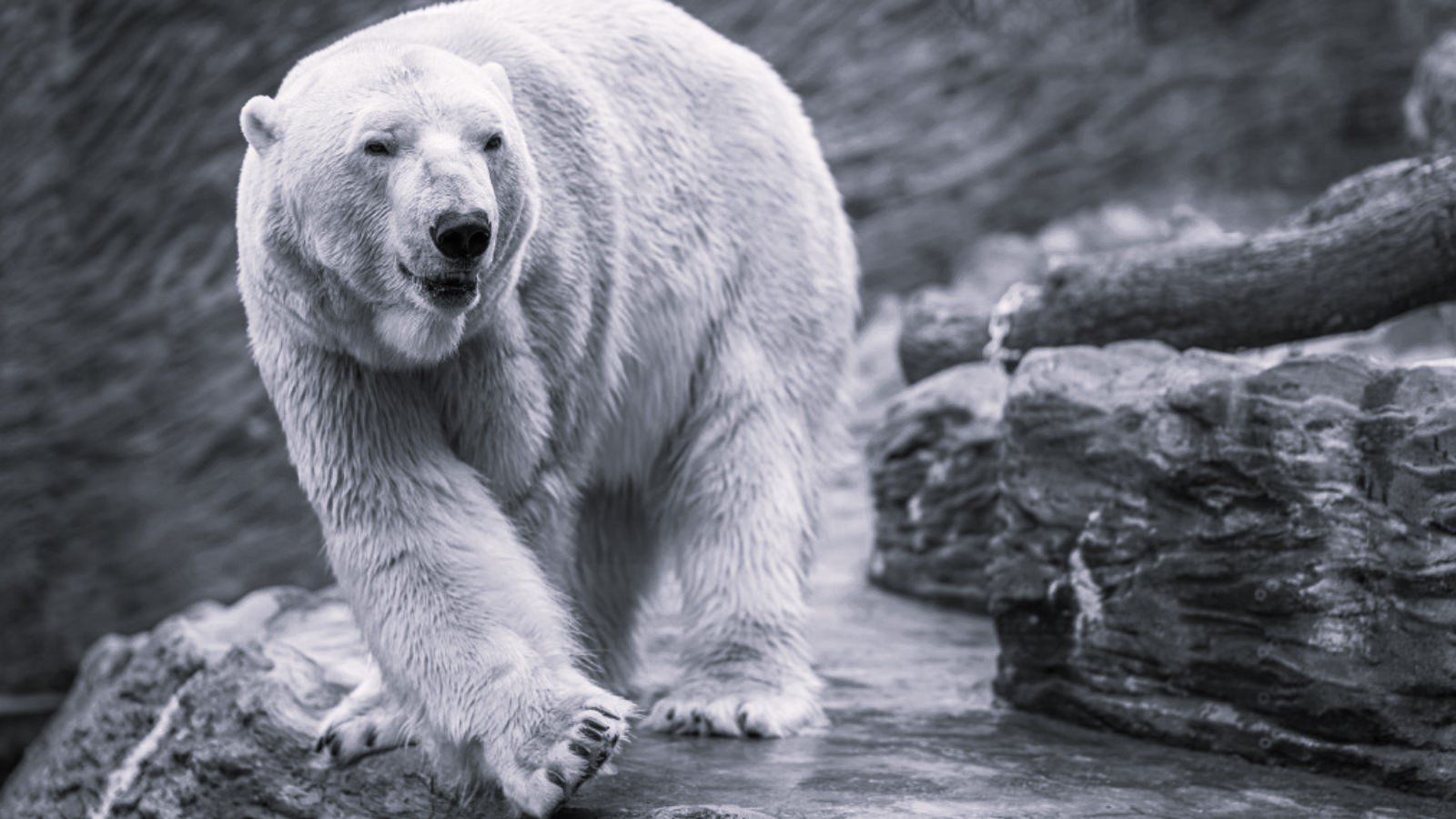 Smutná zpráva ze Zoo Praha. Lední medvěd Tom, který odjel do Kazachstánu, uhynul