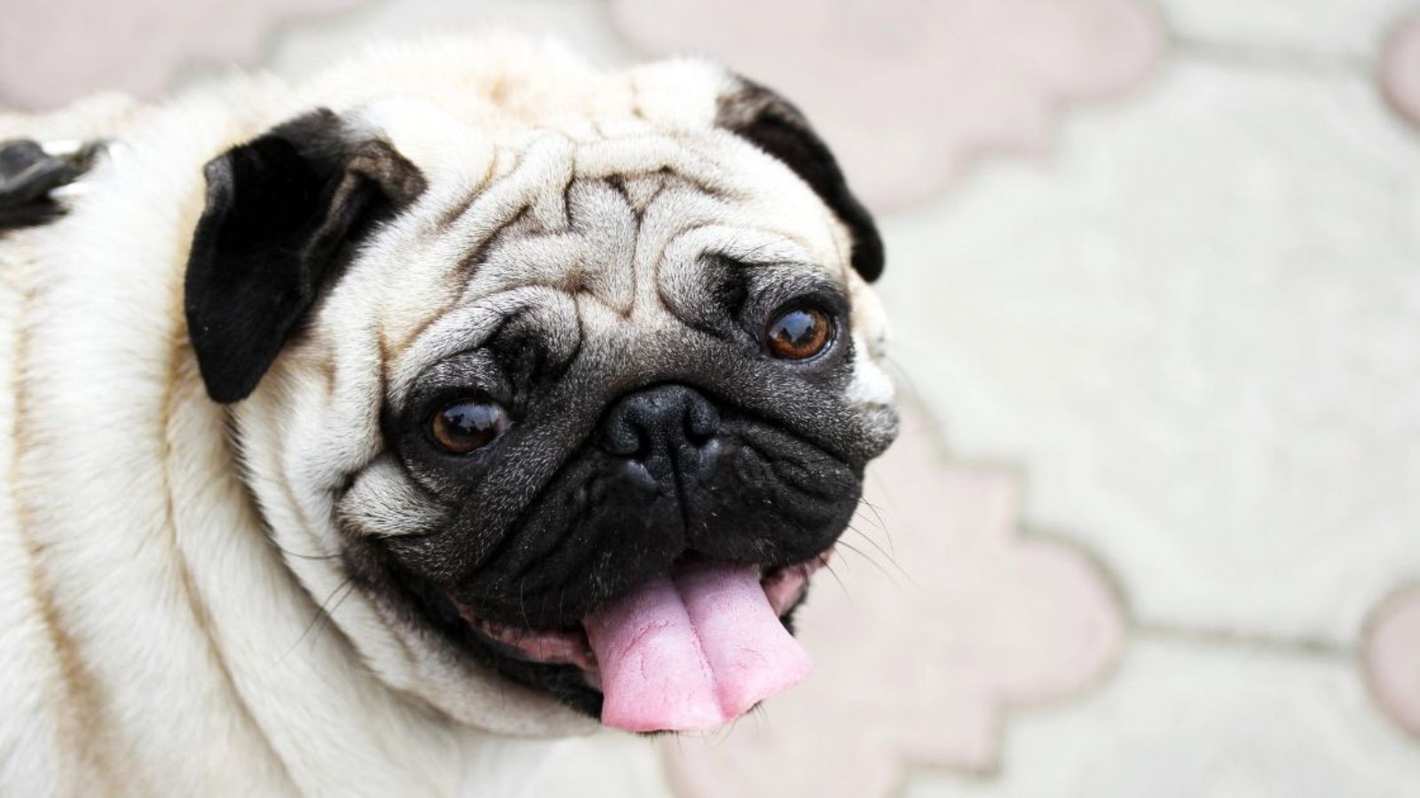 Tuhle radost nic nepřekoná. Mops byl z příchodu paničky nadšen jako malé dítě