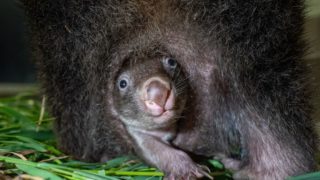 Návštěvníci pražské zoo mohou poprvé spatřit české mládě vombata