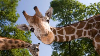 Hrůzný moment pro&nbsp;rodiče. Žirafa na&nbsp;safari chtěla ukrást z&nbsp;auta batole