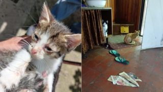 Muž týral a&nbsp;choval kočky v&nbsp;otřesných podmínkách. Půjdou do náhradní péče