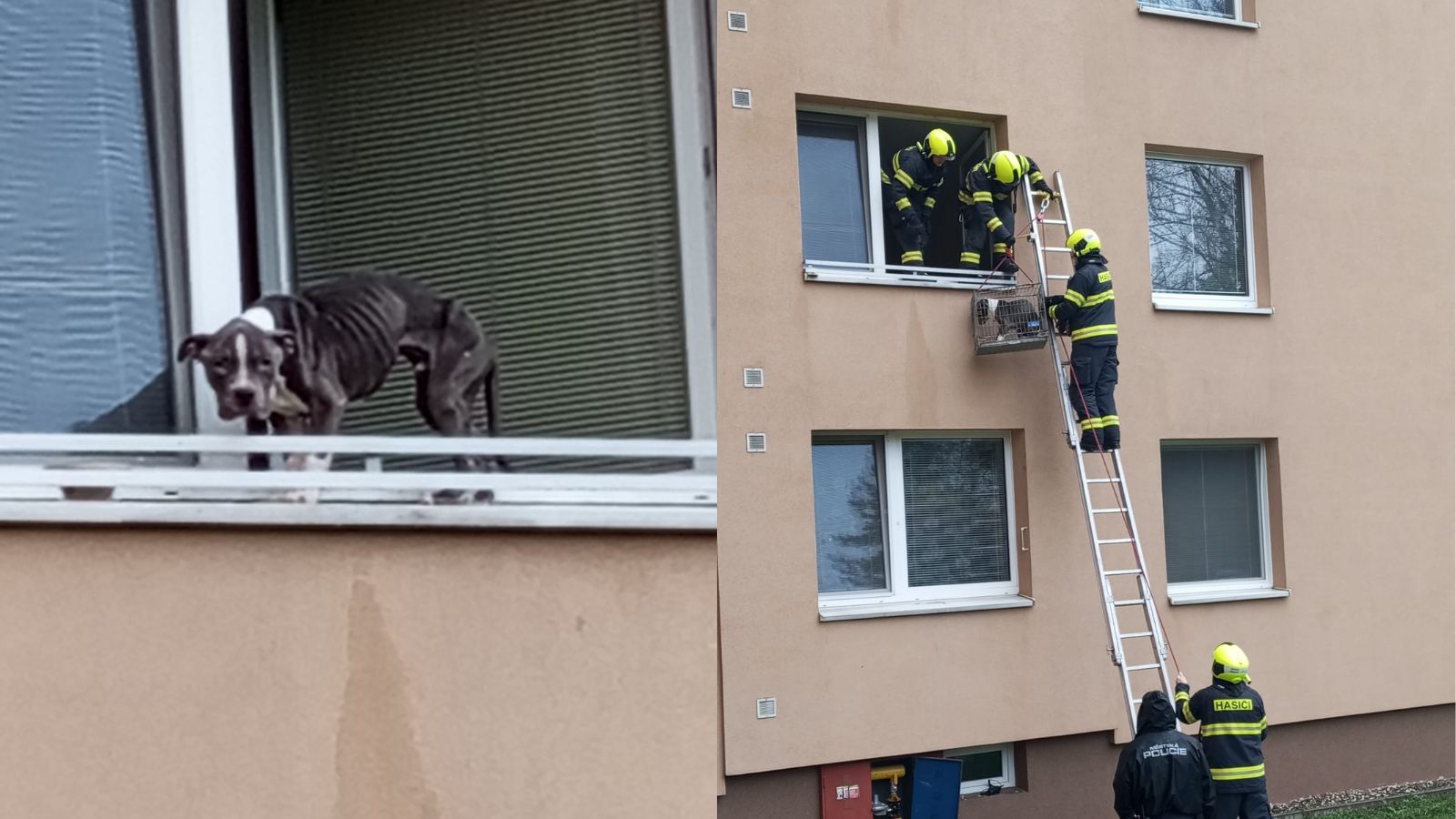 Psa nechal napospas v bytě. Muži hrozí šest let vězení za týrání zvířat