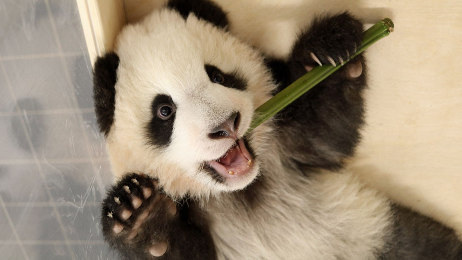 Berlínská zoo oslavuje: Panda Meng Meng přivítala dvojčata!
