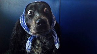 GALERIE: Tohle vás pobaví! Aneb když psík vypadá jako babuška