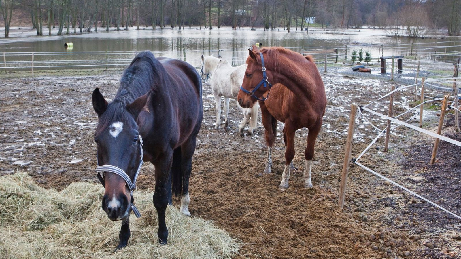 Chovatel nechal zvířata uvázaná nebo v&nbsp;klecích během povodní. Některá uhynula