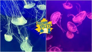 Podzimní tipy na&nbsp;výlety: V&nbsp;chomutovském medúzáriu najdete i&nbsp;jedinečnou masožravou medúzu