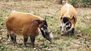 V pražské zoo je nově chovný pár štětkounů afrických. Pokus o&nbsp;páření proběhl hned druhý den