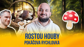 Rostou houby