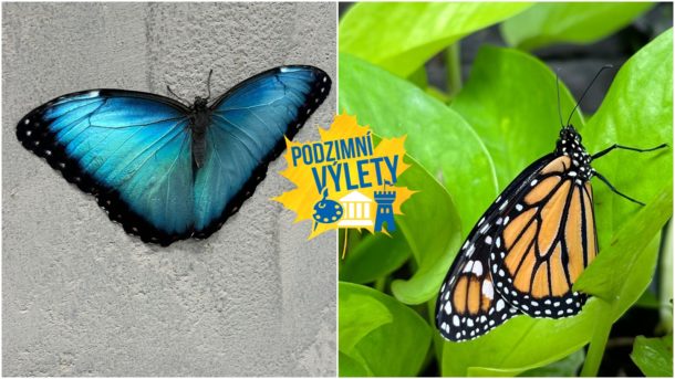 Podzimní tipy na&nbsp;výlety: Chcete ztroskotat na&nbsp;pustém ostrově plném motýlů? Vyrazte do Ostravy