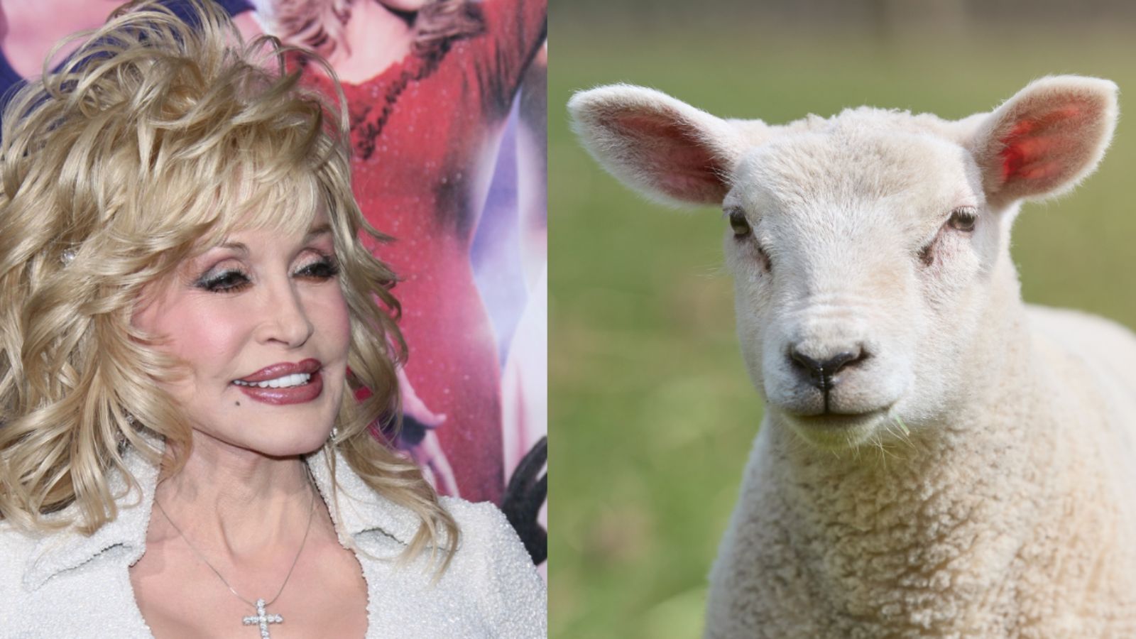 Dolly Parton řekla, jak se staví k tomu, že po ní pojmenovali naklonovanou ovci