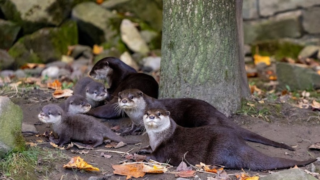 Ostravská zoo představila mláďata nejmenšího druhu vydry. Návštěvníci je mohou vidět ve venkovním výběhu