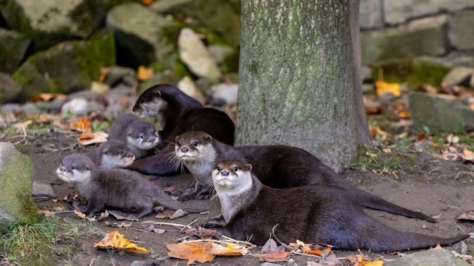 Ostravská zoo představila mláďata nejmenšího druhu vydry. Návštěvníci je mohou vidět ve venkovním výběhu