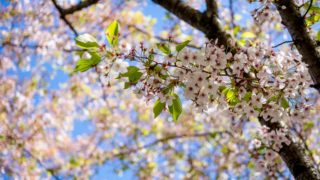 Májový kvíz: Jak dobře znáte měsíc lásky?