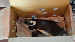 Tučňák na&nbsp;palubě! Neobvyklý incident způsobil pád vrtulníku