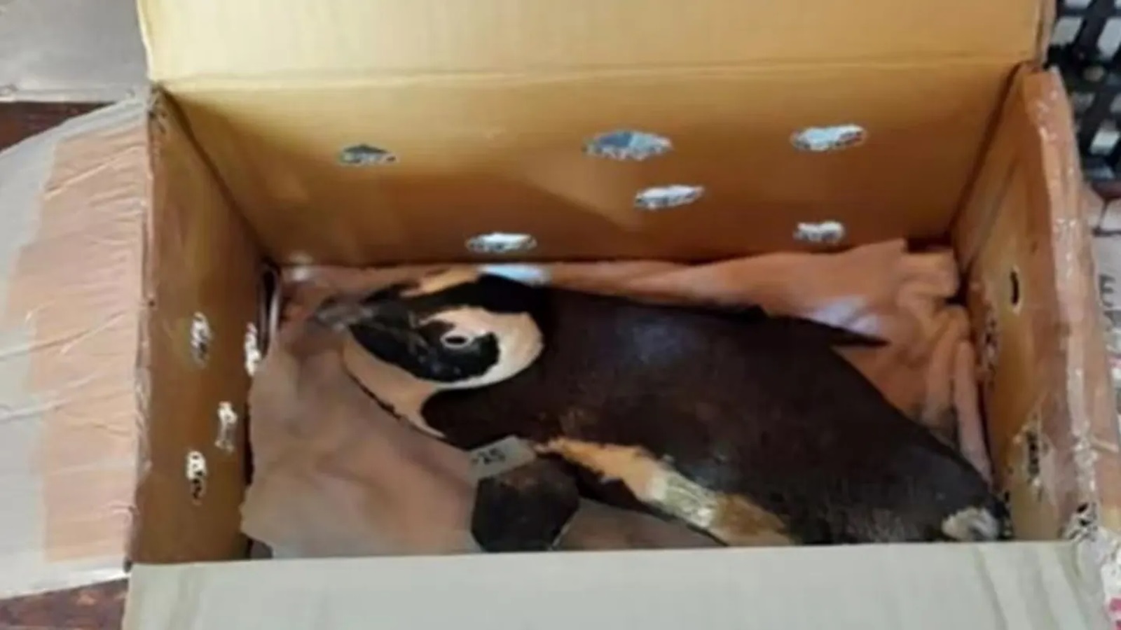 Tučňák na&nbsp;palubě! Neobvyklý incident způsobil pád vrtulníku