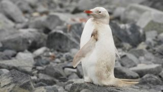 Neuvěřitelný jev v&nbsp;Austrálii. Ochranáři našli na&nbsp;pobřeží bílého tučňáka, trpí genetickou mutací