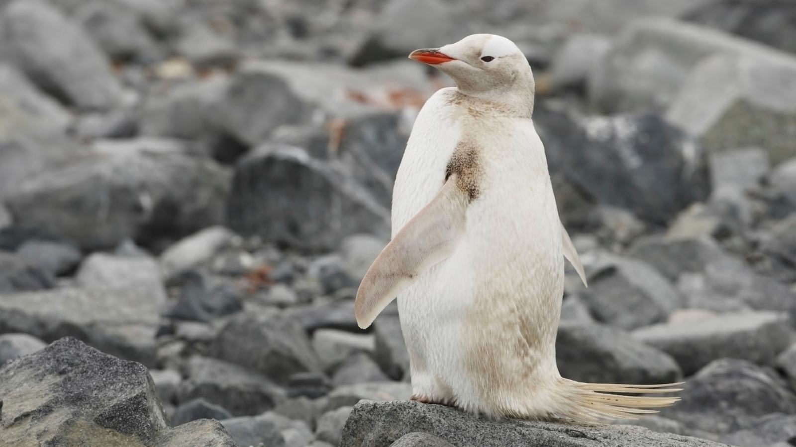 Neuvěřitelný jev v&nbsp;Austrálii. Ochranáři našli na&nbsp;pobřeží bílého tučňáka, trpí genetickou mutací