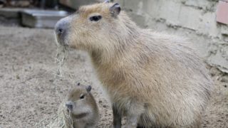 Nikdy nepodceňujte kapybaru! Zmizelá kapybara si hověla u&nbsp;vodovodního kanálu