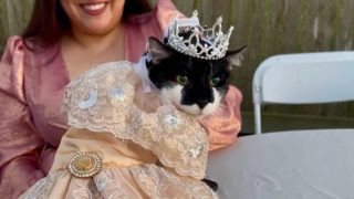 Velkolepé narozeniny: Kočka přijela v&nbsp;Bentley, výtěžek šel útulku