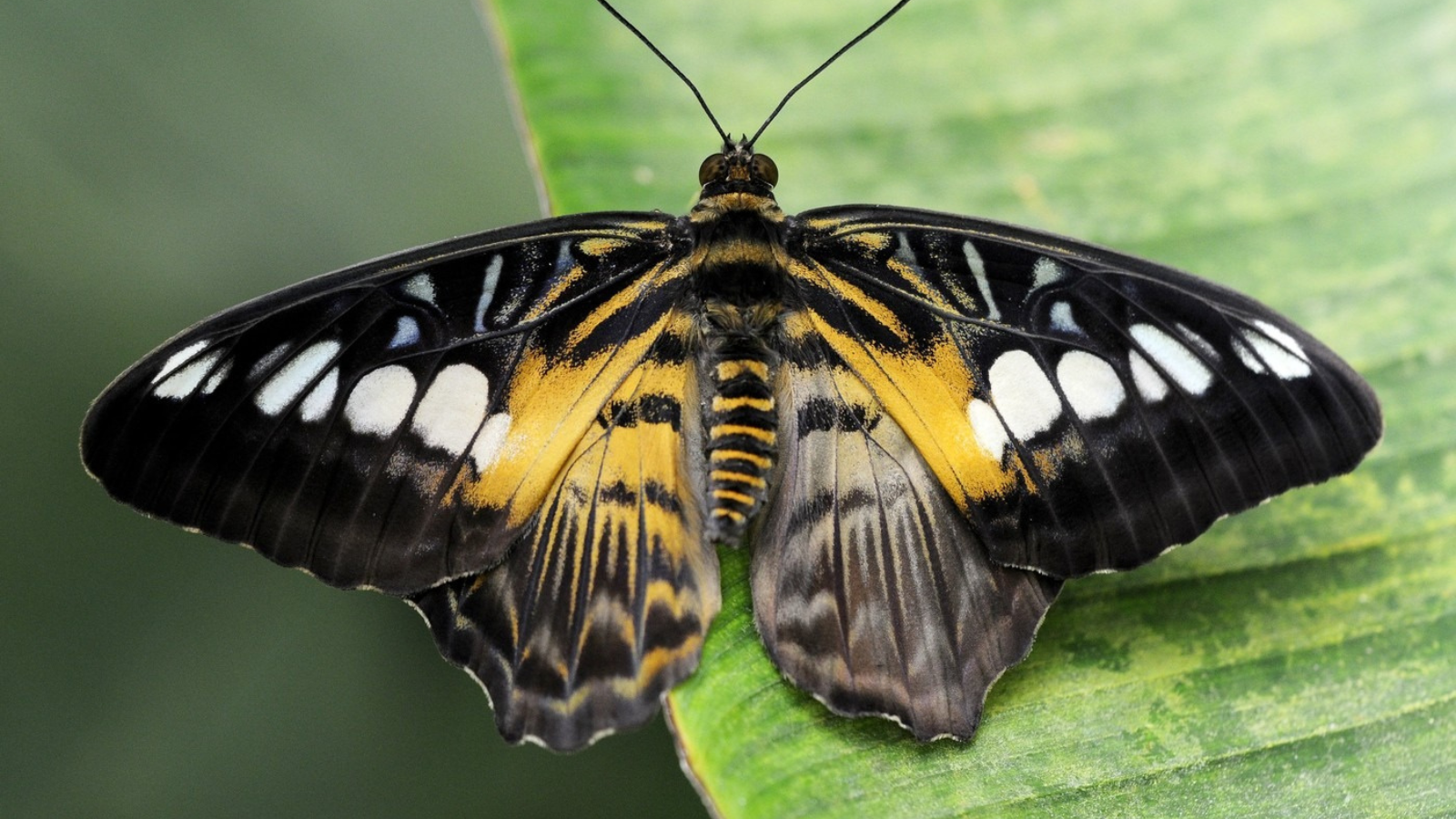 Hmyz mizí alarmujícím tempem. Vědci varují před krizí