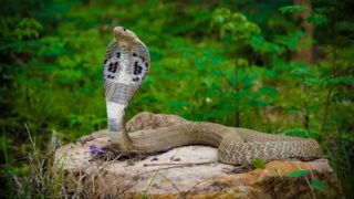 Dvouletý chlapec v&nbsp;Indii kousl kobru. Had na&nbsp;místě zemřel