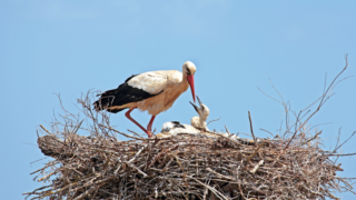Žena v&nbsp;Německu rušila čápy, její dron spadl přímo do hnízda