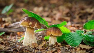 Léto má k&nbsp;ideálním teplotám daleko, ale houbaři šílí nadšením. Šance na&nbsp;plný košík rapidně rostou