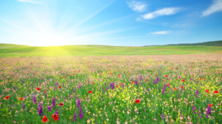 KVÍZ: Louky, pole, lány. Nemusíte být experti, abyste zvládli všech 9 otázek