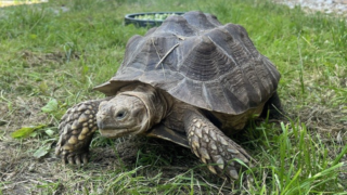 V táborské zoo se zabydlel ohrožený druh želv. Patří mezi největší na&nbsp;světě