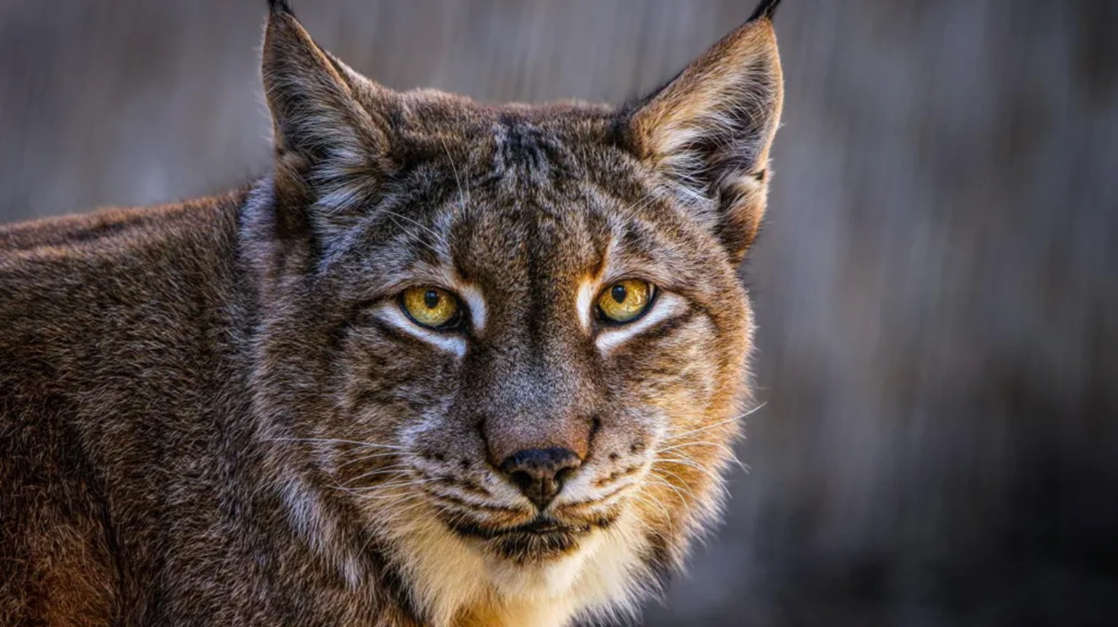 Mazlíček pro šelmy? Dánská zoo shání krmivo netypickým způsobem