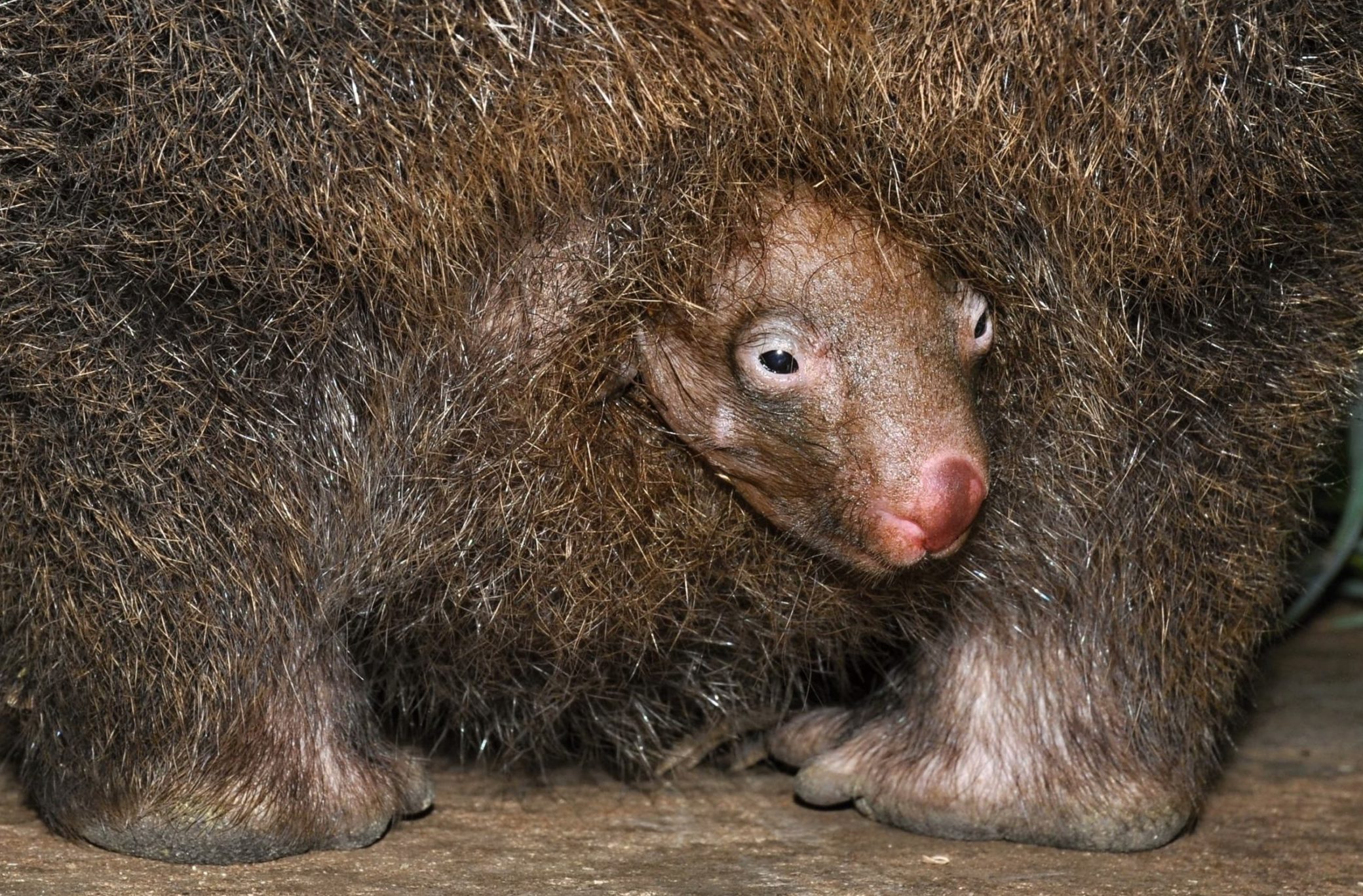 Vejde se akorát do ruky! V&nbsp;pražské zoo se narodilo druhé mládě vombata v&nbsp;Česku