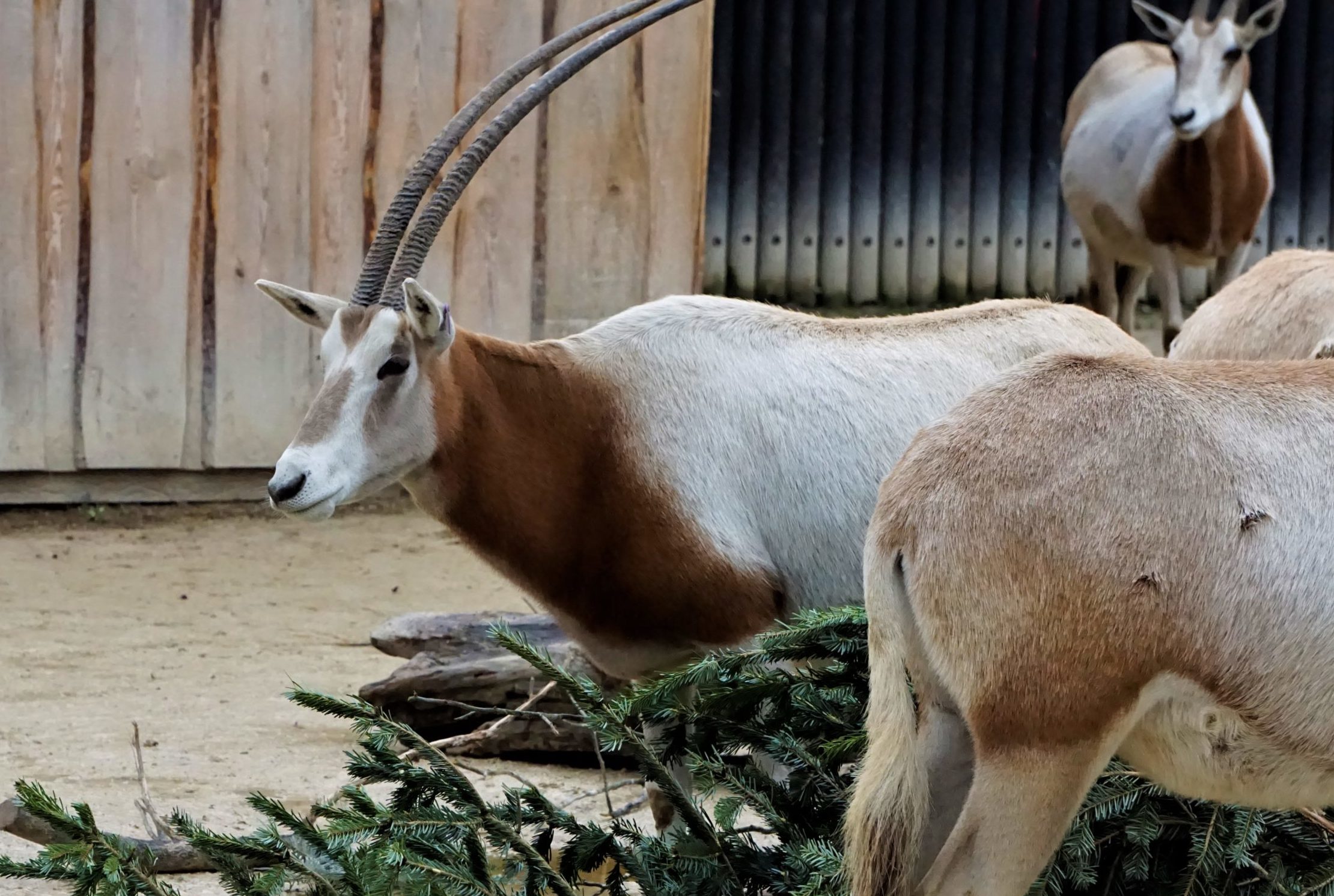 Neprodané vánoční stromky zamířily do pražské zoo. Udělají radost hned 12 druhům zvířat