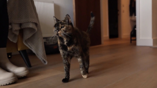 Nejstarší kočka na&nbsp;světě oslavila 30.&nbsp;narozeniny. Myslela jsem, že její věk je překlep, říká majitelka