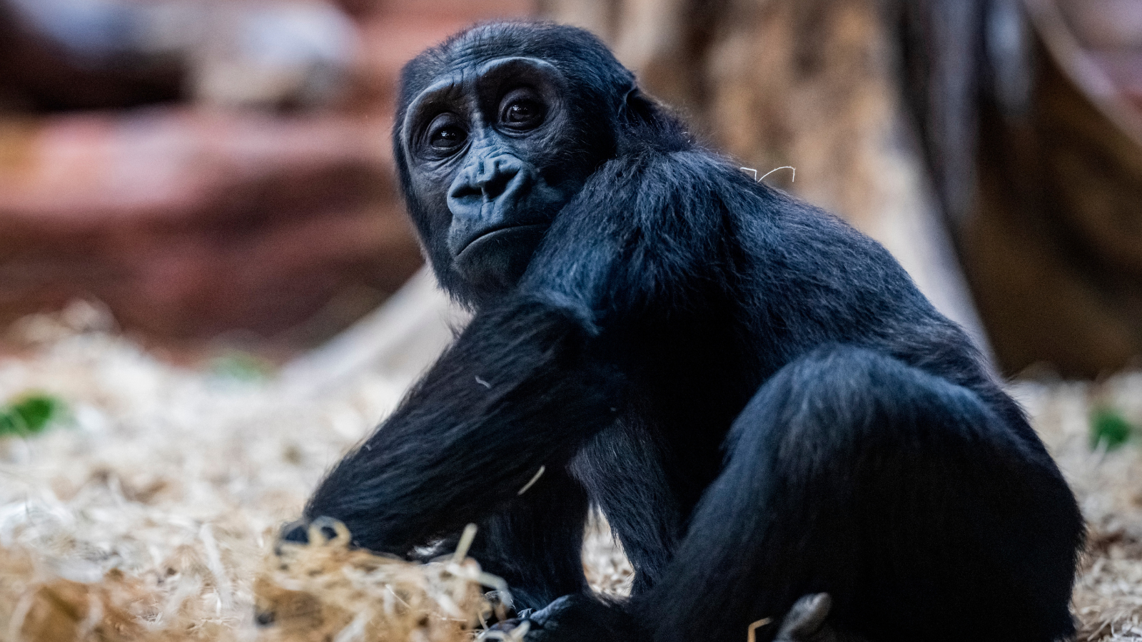 Mobi oslavila druhé narozeniny. Dostala speciální dárek od chovatelů