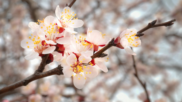 HOROSKOPY: Lvi, s novým dnem přicházejí nové myšlenky. Díky tomu konečně něco vyřešíte