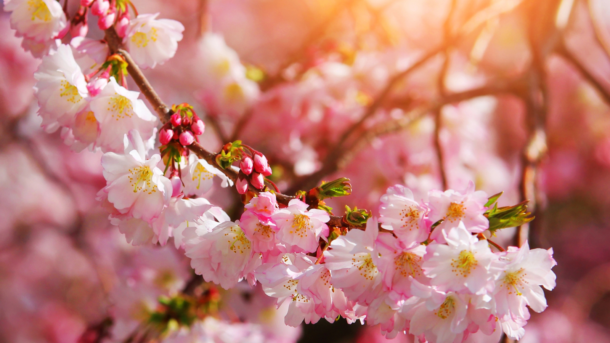 HOROSKOPY: Panny, chcete-li na&nbsp;někoho udělat dojem, nechte působit svůj šarm