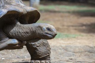 Nejstarší zvíře planety čelilo internetovému podvodu. Pravda však vyšla najevo
