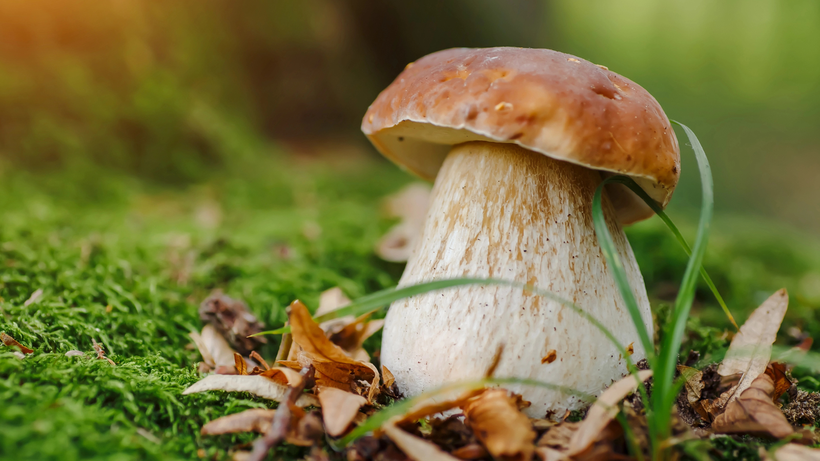 Nový hřib dorazil do Česka! Fascinuje houbaře, mykologové ale mají obavy