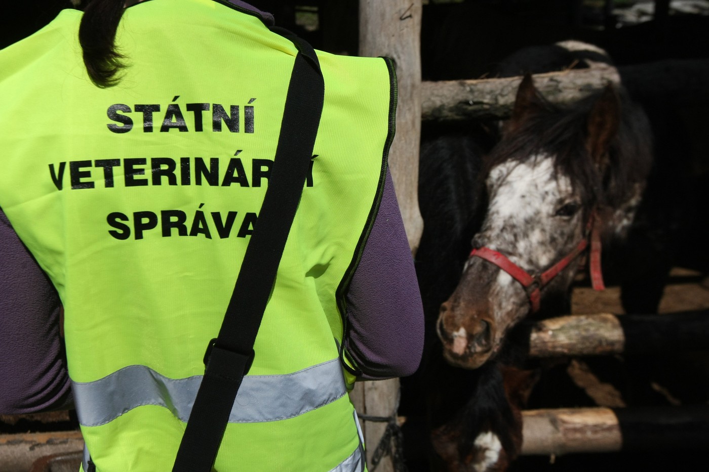 Po vstupu aktivistů do chovu na Jihlavsku přibylo potratů u prasnic