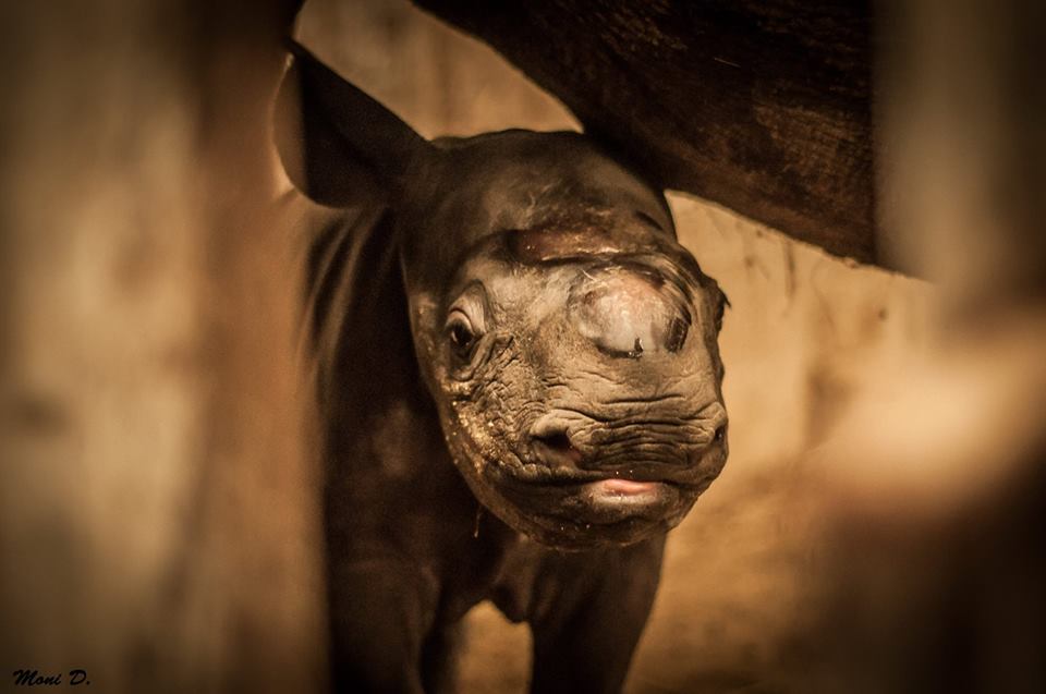 V ZOO Dvůr se narodilo mládě vzácného nosorožce dvourohého