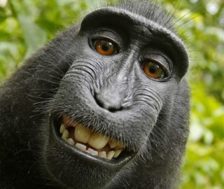 Nejznámější zvířecí selfie skončila u&nbsp;soudu. Opičák „vysoudil“ na&nbsp;fotografovi čtvrtinu příjmů
