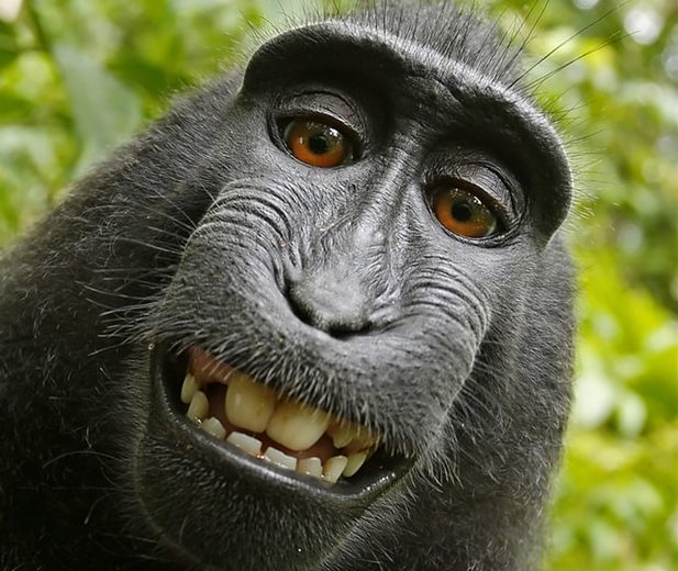Nejznámější zvířecí selfie skončila u soudu. Opičák „vysoudil“ na fotografovi čtvrtinu příjmů