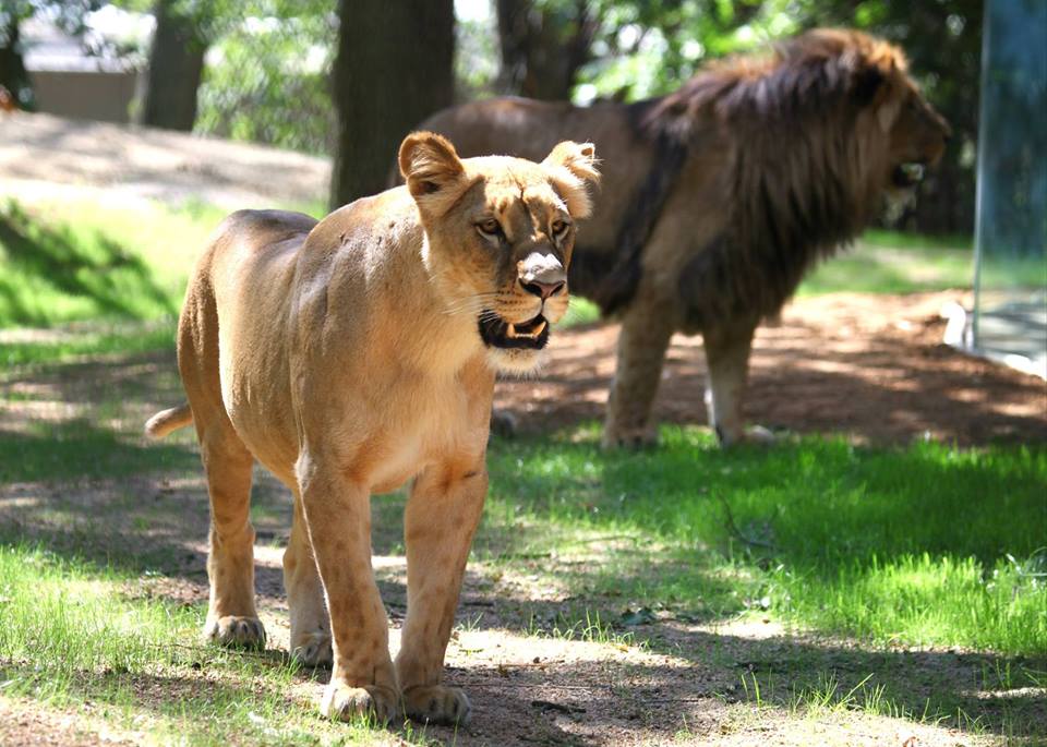 Krásný přírůstek! V brněnské zoo se narodila dvě mláďata lva konžského